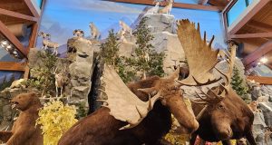 Cabela's Animal Exhibit