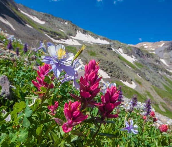 Colorado wildflowers in front of mountains