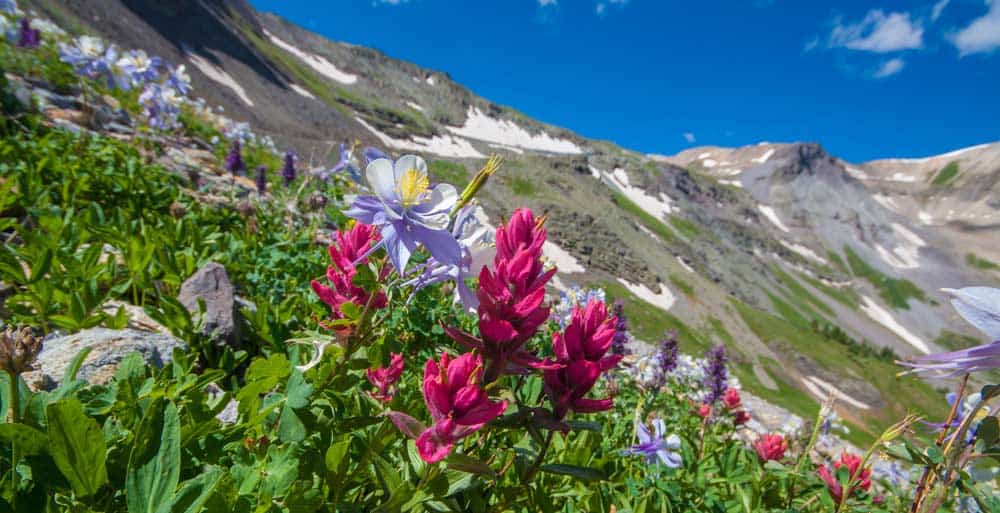 Colorado wildflowers in front of mountains