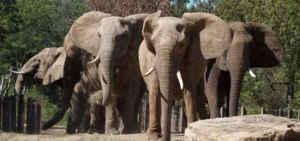 Elephants at Kansas City, MO Zoo