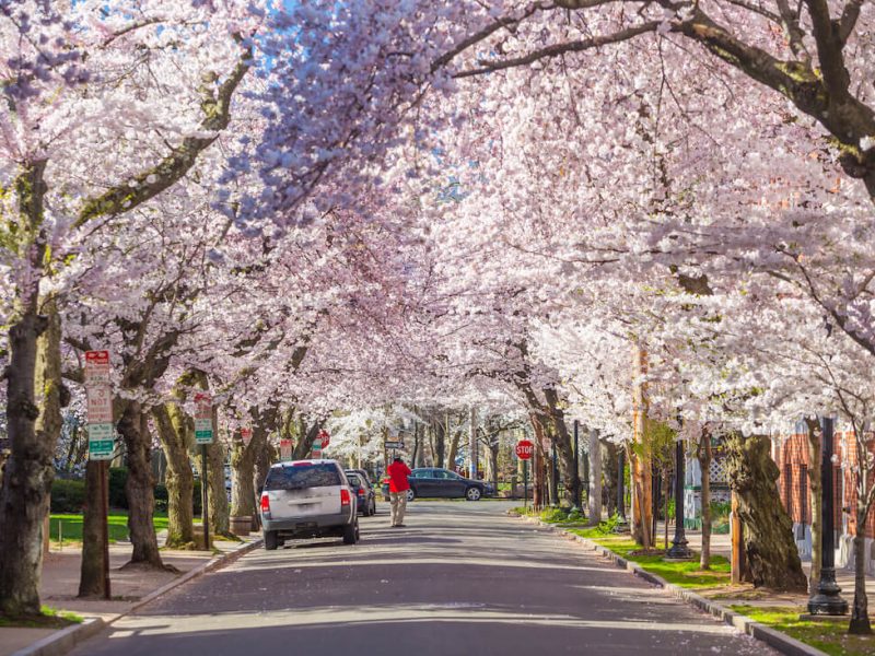 Spring Trees shadowing over a road in Connecticut