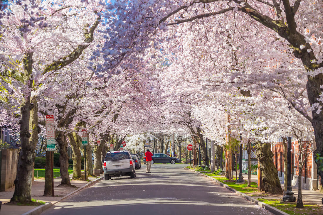Spring Trees shadowing over a road in Connecticut