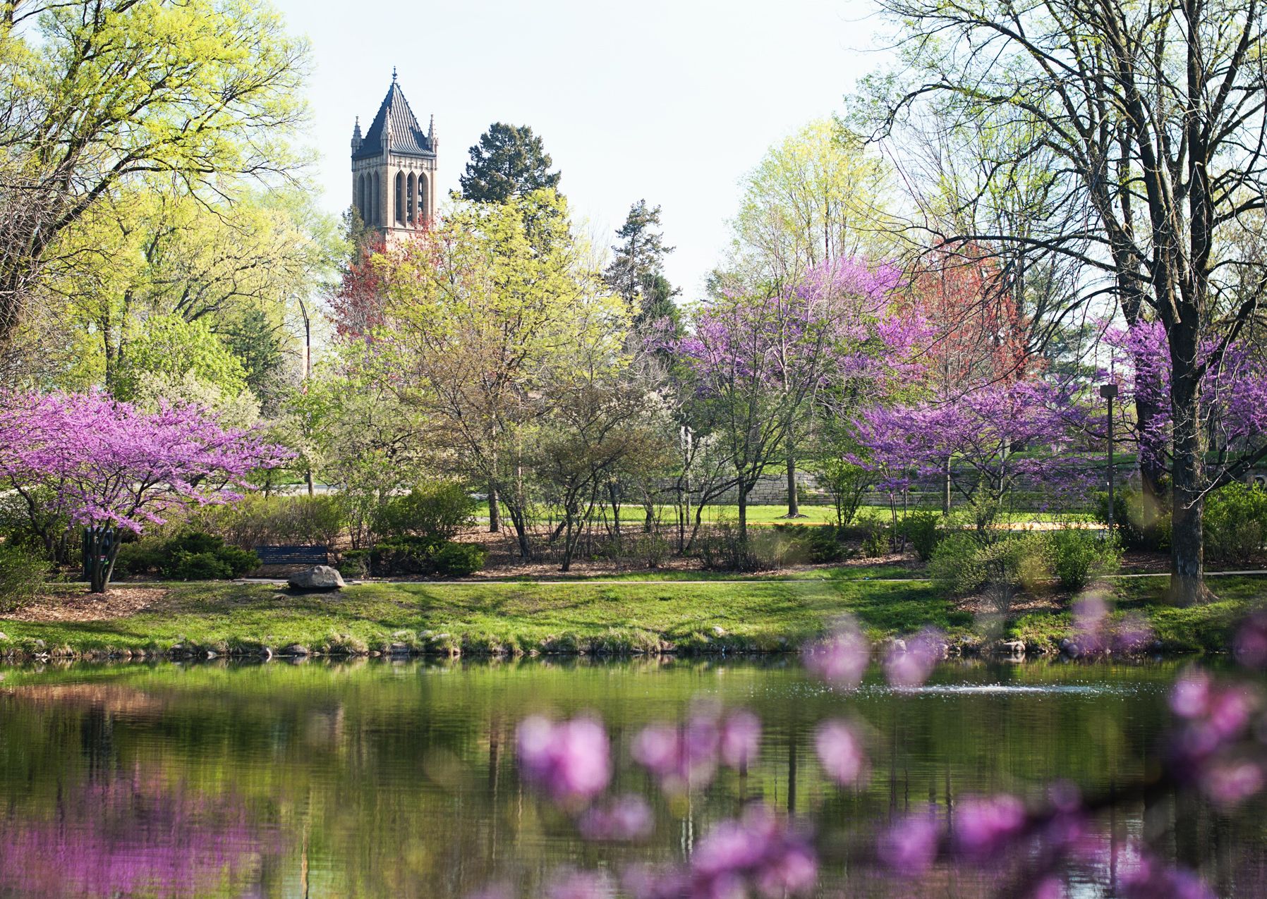 Purple spring flowers and trees surrounding a lake in Iowa