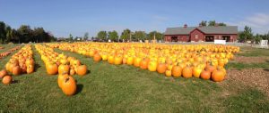 Tougas Family Farm Pumpkins