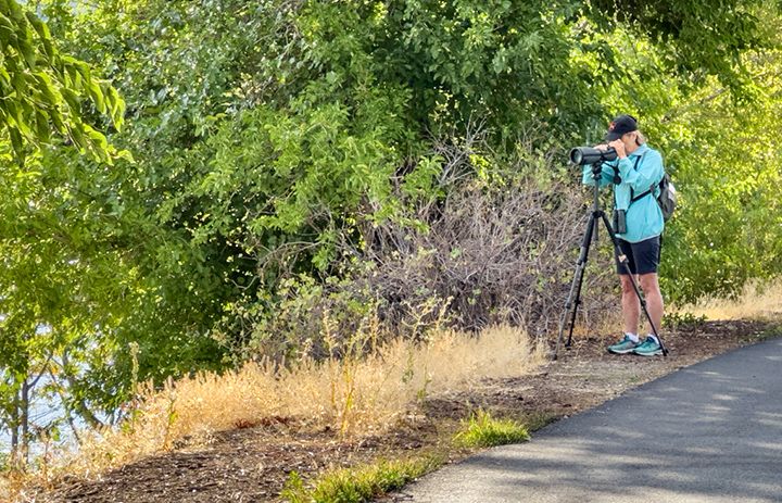 Wenatchee birding in Horan Natural Area