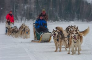 Dog Sledding