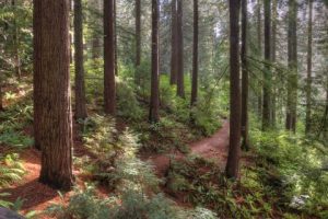 HOYT ARBORETUM