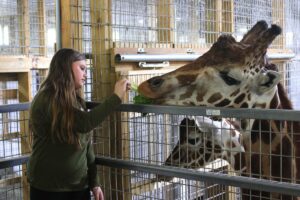 Giraffe in barn