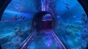 Grapevine Mills Aquarium 