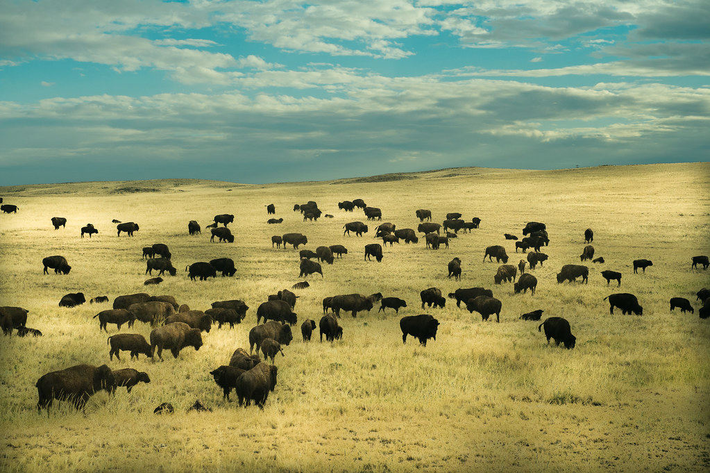 field of bison in Wyoming