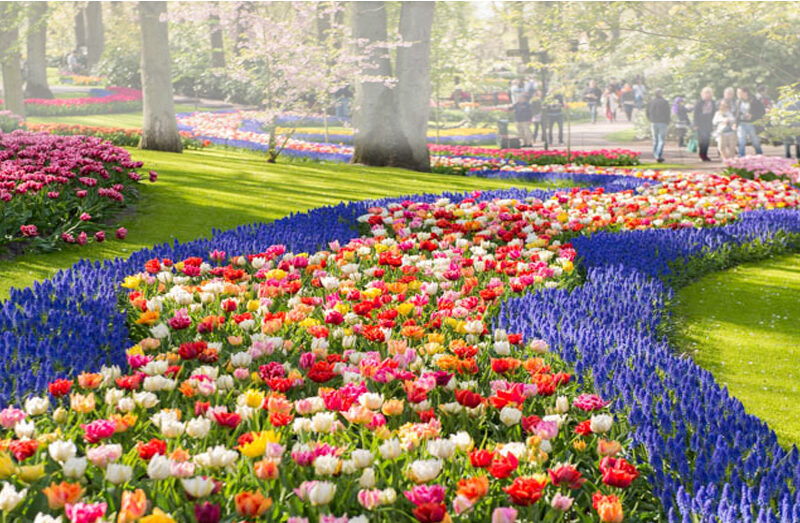 multicolored flowers in a winding pathway in a garden landscape