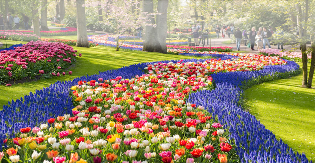 multicolored flowers in a winding pathway in a garden landscape