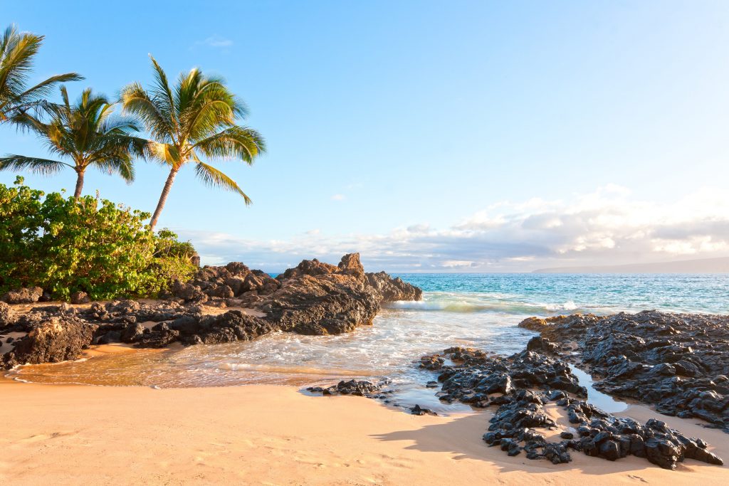 beach, rocks and a palm tree by the still ocean waters of Maui