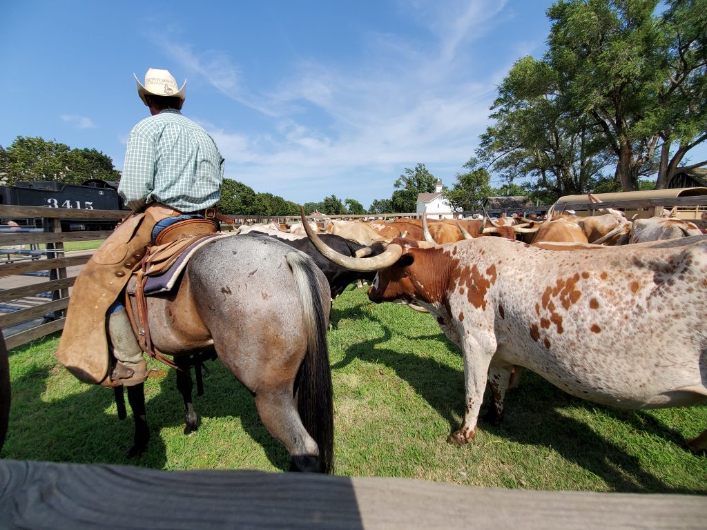 Abilene Cowboys herding the cattle