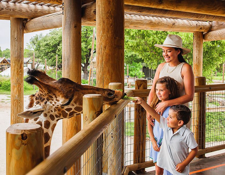 Abilene Zoo giraffe feeding