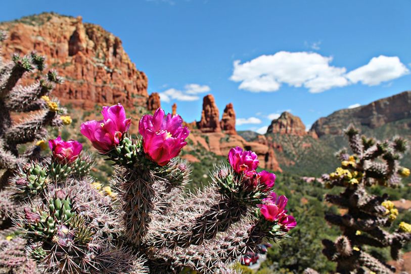 Arizona in the spring featuring a cactus with bright pink flowers