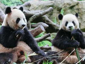 Pandas at Zoo