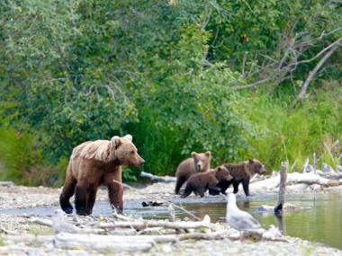 bears in a river