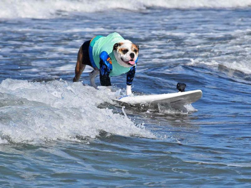 Dog surfing