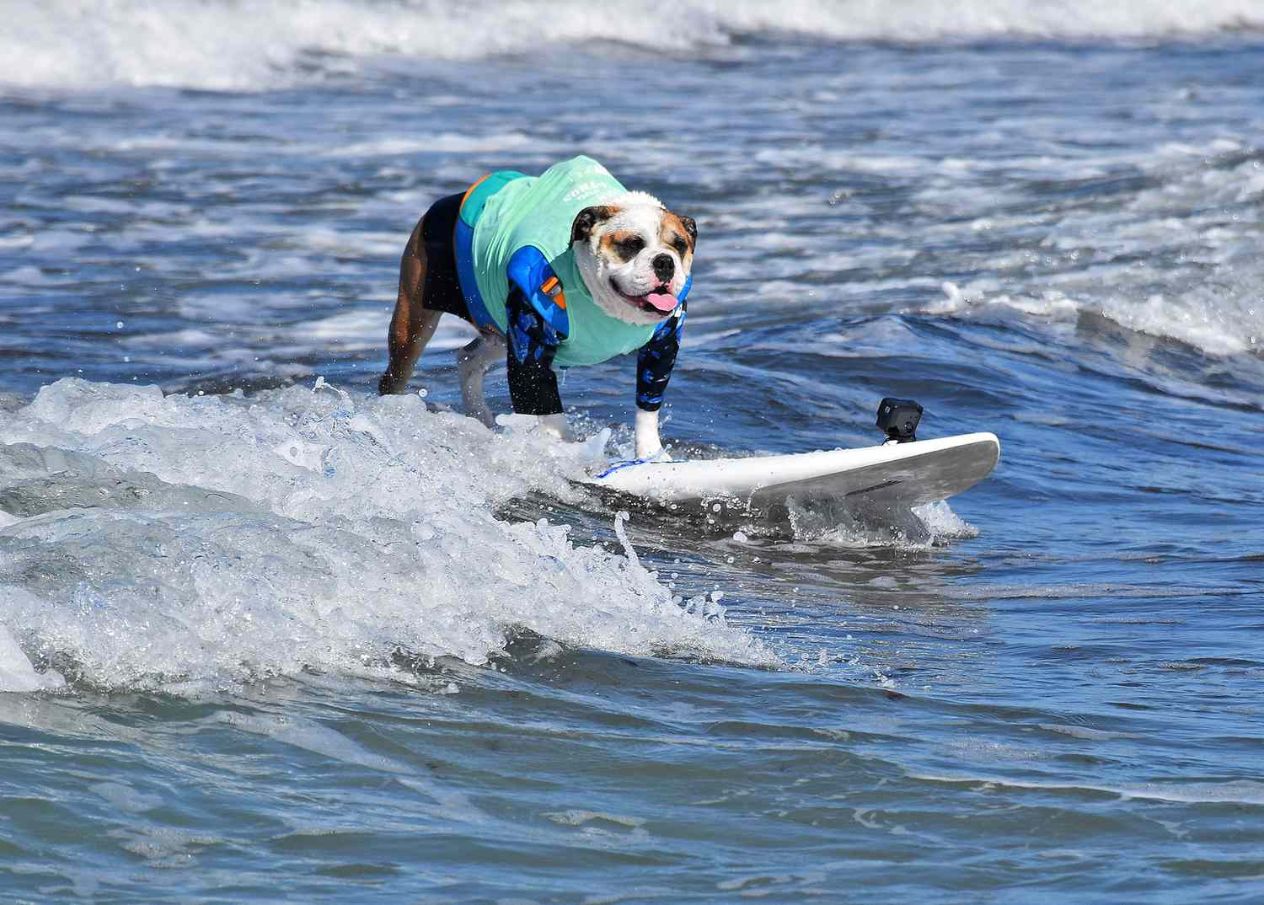 Dog surfing