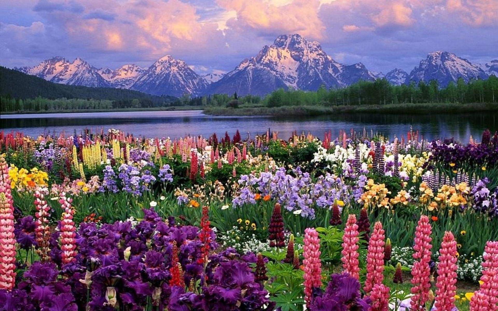 Alaska in the spring featuring a glorious assortment of colorful flowers in front of a beautiful sunrise