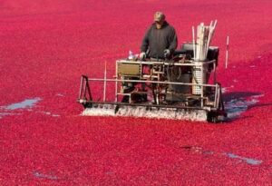 Cranberry Harvest