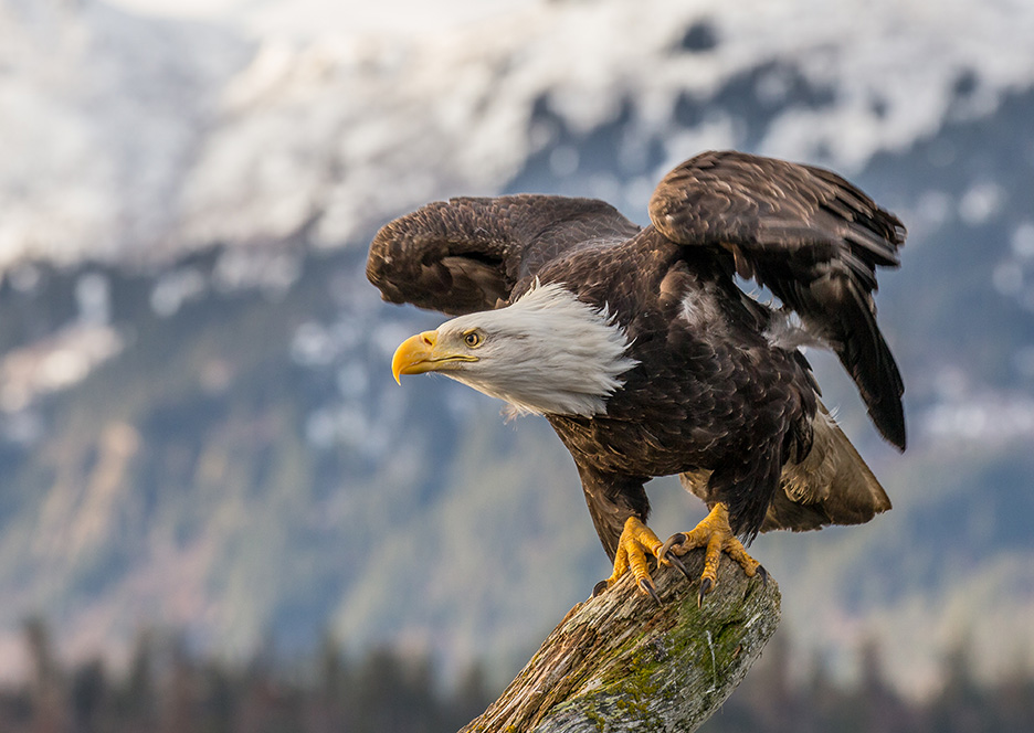 a bald eagle posted on a log about to take off and fly