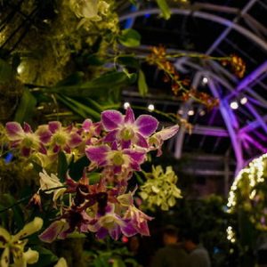purple orchids at night 