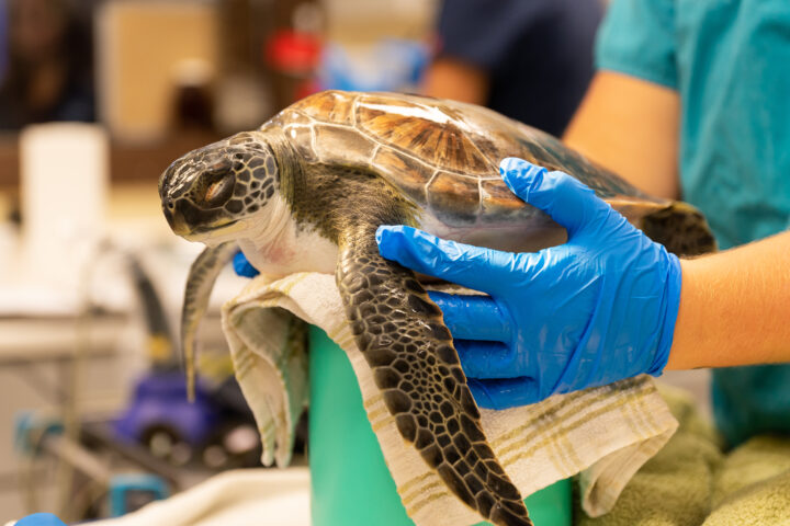 Huge sea turtle at the Georgia Sea Turtle Center_Jekyll Island