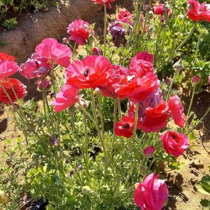 Red Ranunculus