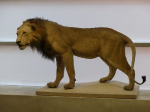 Majestic lion statue