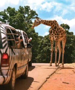 Giraffe at Wild Animal Safari