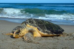 Sea Turtle Center turtle on the beach