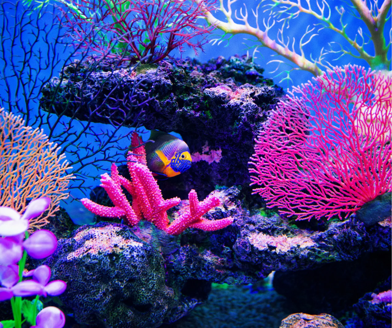 Coral underneath the sea water
