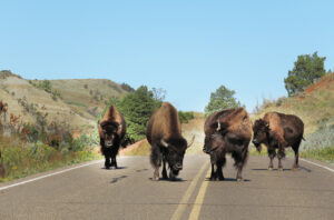Herd of buffalo standing in the road