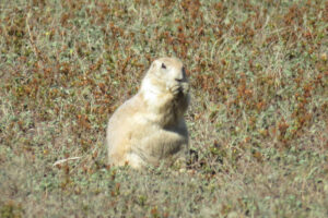 A prairie dog
