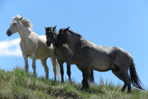 three Wild Horses
