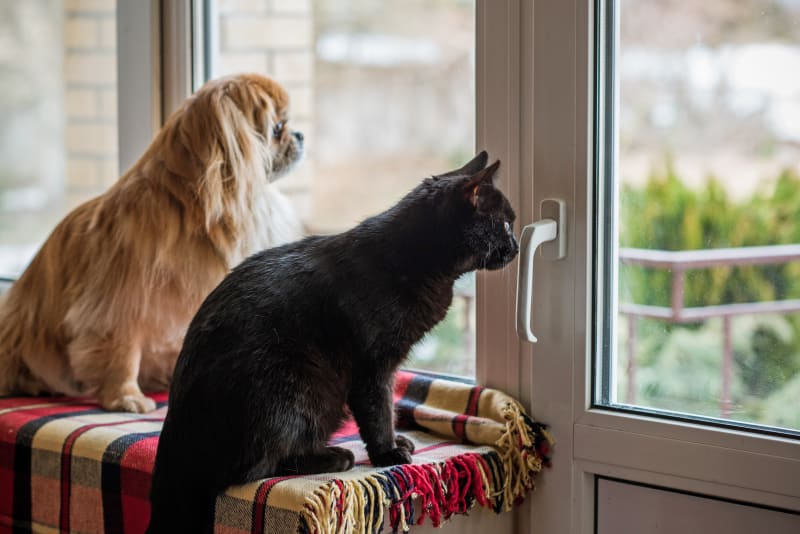 Pets looking out a window saying goodbye as owners leave.