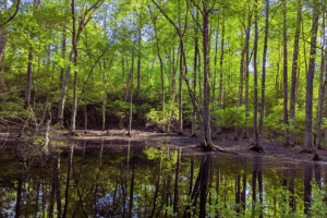 Pine swamp