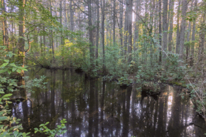Blackwater 