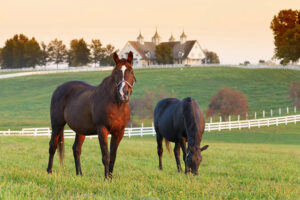 Horse Country horses in a pasture