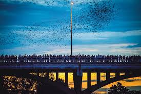 Austin, Tx bats flying over a bridge