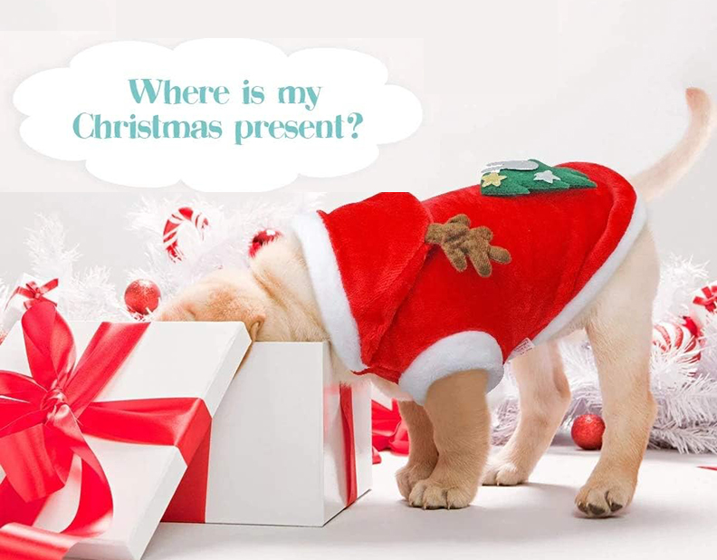 Dog wearing a festive holiday outfit