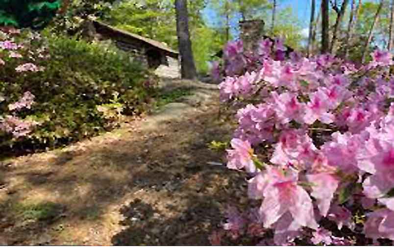 a clustr of pink flowers to the right of a pathway
