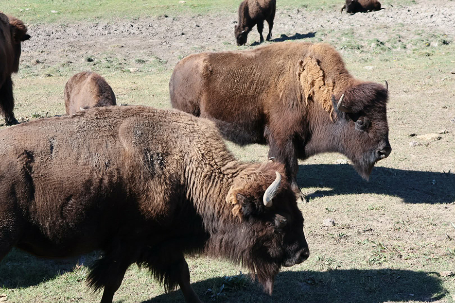 two buffalo facing to the right 