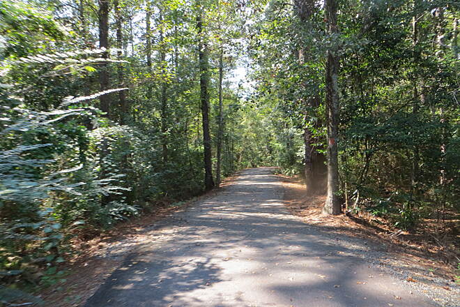 road pathway through florida trees