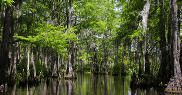 Northshore, LA scenery