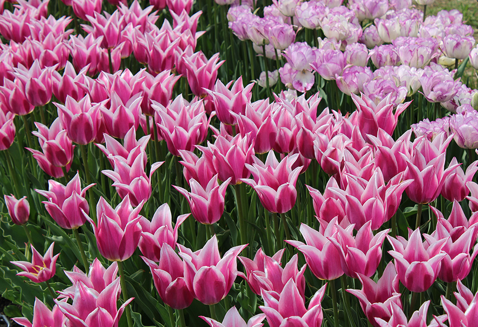 field of pink tulips
