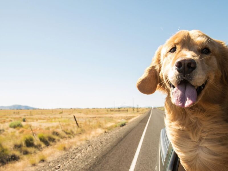 Golden Retriever sticking its head out of a car window