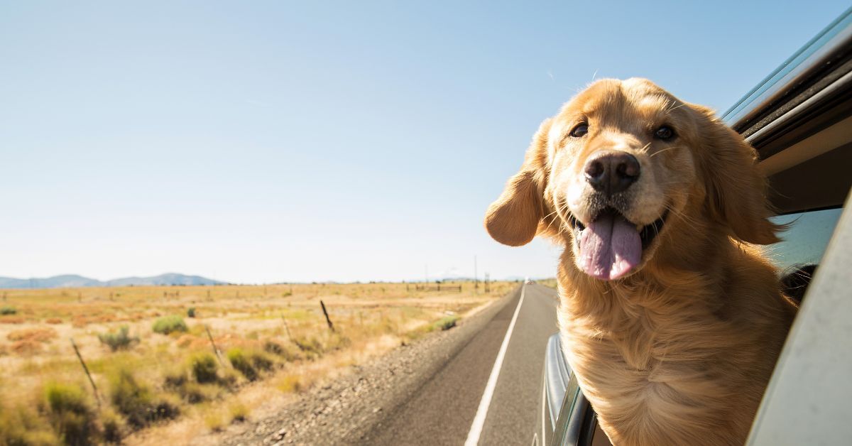 Golden Retriever sticking its head out of a car window